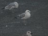 Caspian Gull at Canvey Wick (Steve Arlow) (113576 bytes)